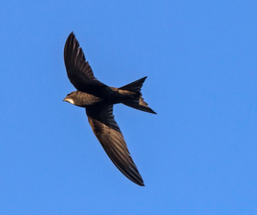 Swift bird